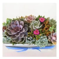 succulent arrangement in a white box with blue ribbon