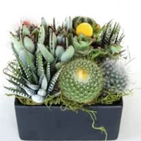 an arrangement of cactus plants in a black box