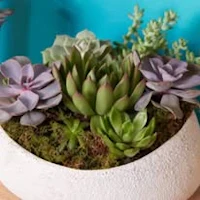 succulents in a white bowl on a wooden table