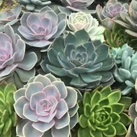 a bunch of succulents in a pot